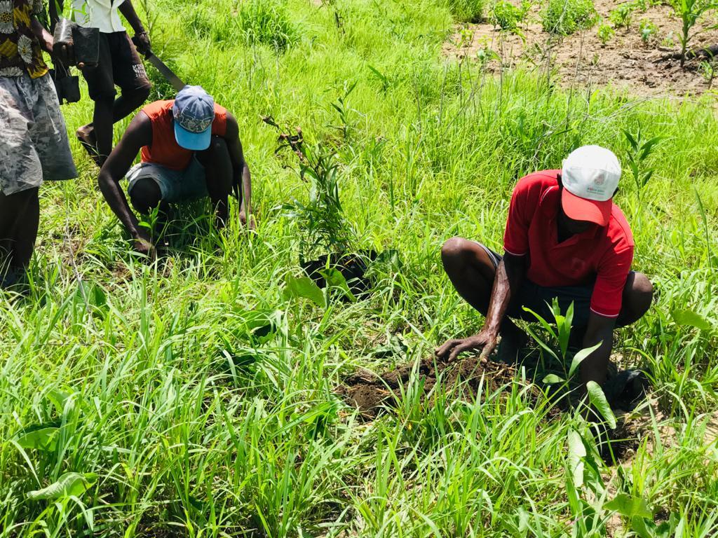 Plantação participativa com a comunidade